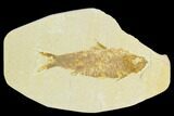 Fossil Fish (Knightia) - Green River Formation #126506-1